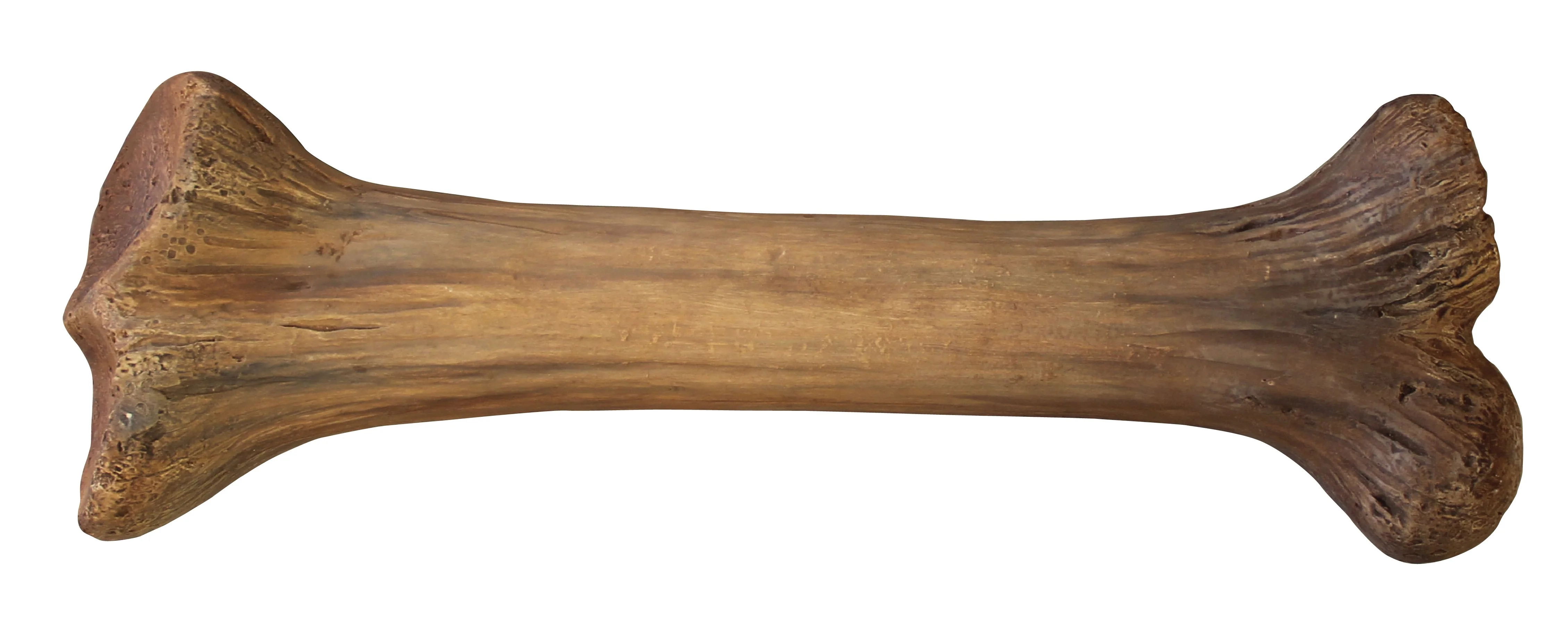 27" Medium Bone